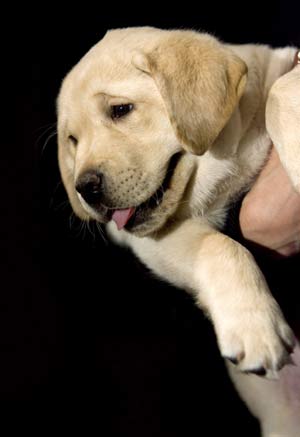Štěňátko labradora