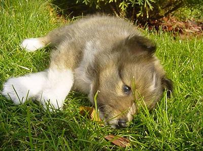 Štěňátko sheltie