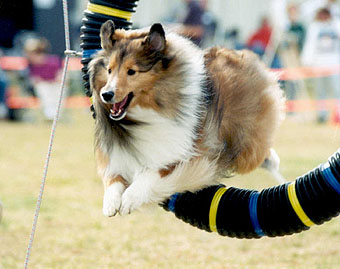 Sheltie 2