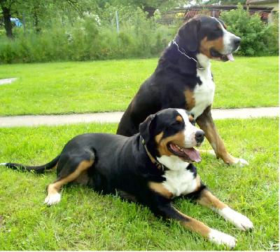 Švýcarští salašničtí psi