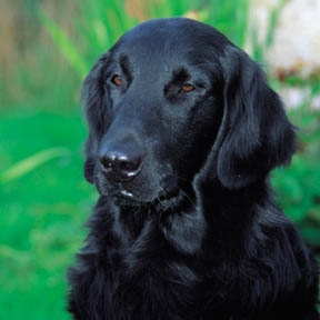 flat coated retriever